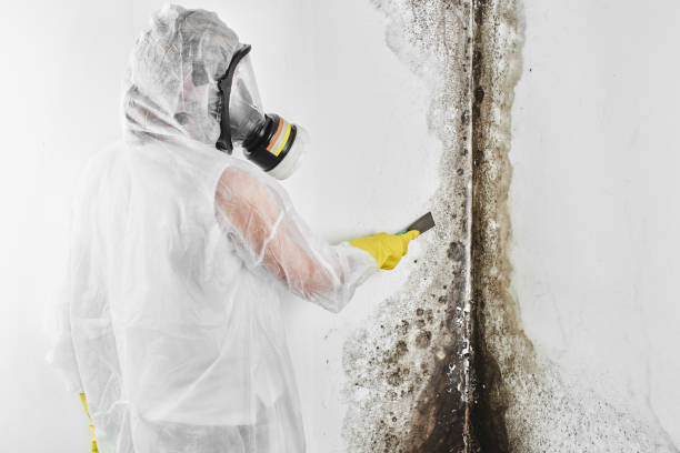Best Black Mold Removal  in North Lewisburg, OH