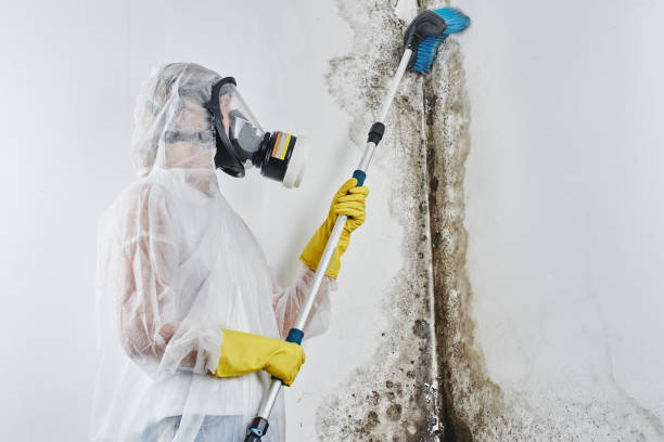 Reliable North Lewisburg, OH Mold Removal Solutions