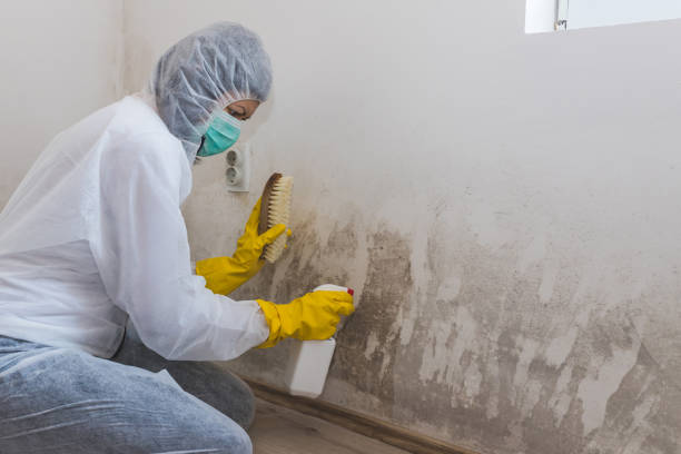 Best Attic Mold Removal  in North Lewisburg, OH