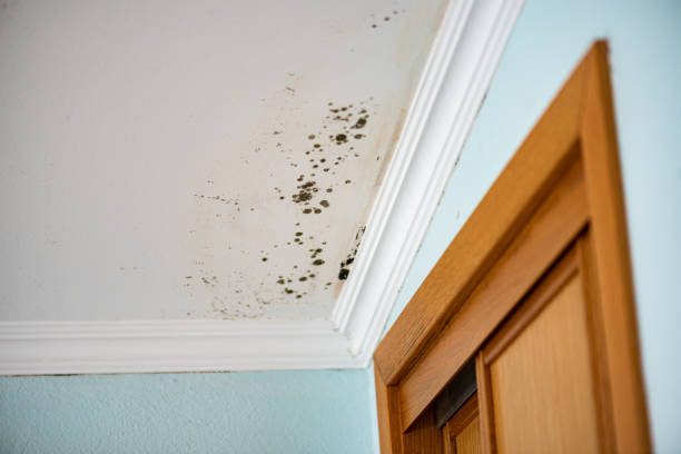 Best Best Mold Removal Companies  in North Lewisburg, OH