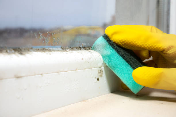 Crawl Space Mold Removal in North Lewisburg, OH