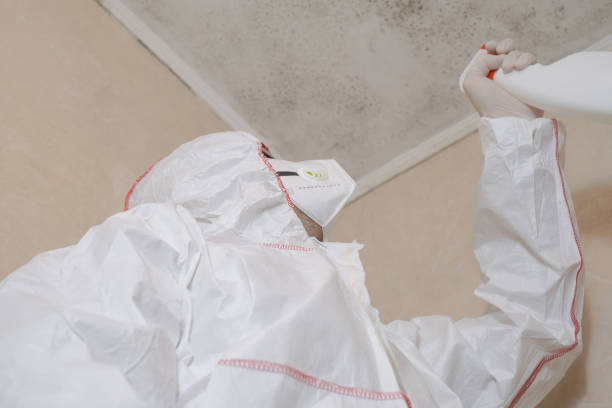 Best Mold Removal Near Me  in North Lewisburg, OH