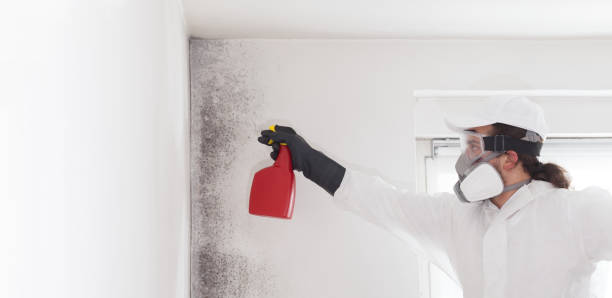 Best Mold Cleaning Services  in North Lewisburg, OH