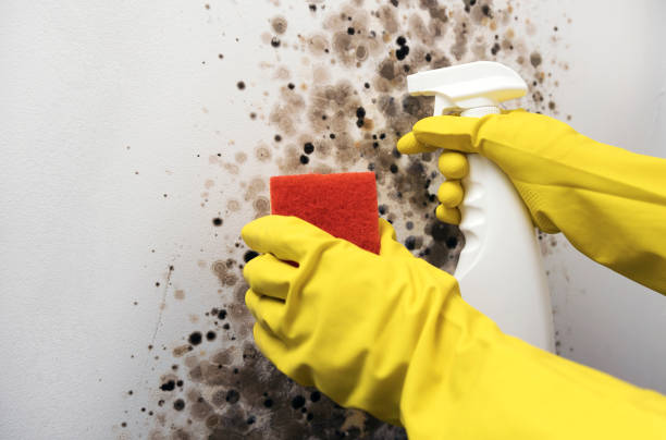 Best Fast Mold Removal  in North Lewisburg, OH