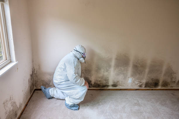 Best Residential Mold Removal  in North Lewisburg, OH