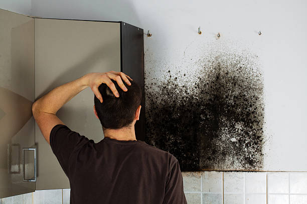Best Emergency Mold Removal  in North Lewisburg, OH