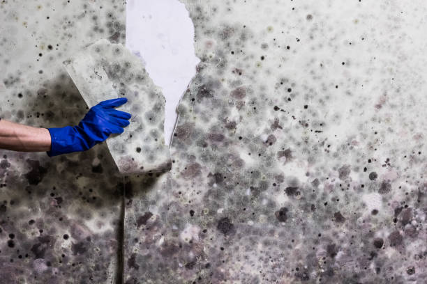 Home Mold Removal in North Lewisburg, OH