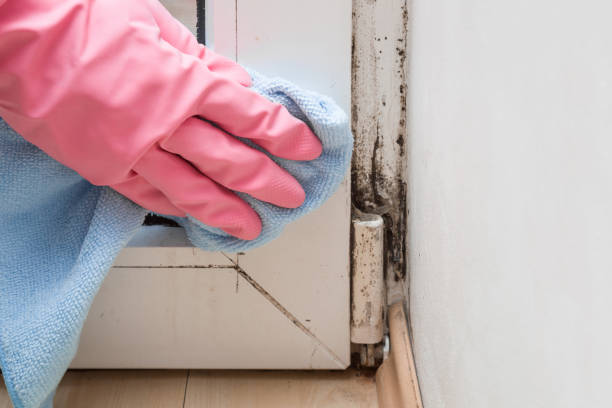 Best Affordable Mold Removal  in North Lewisburg, OH